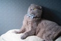 Cute and funny grey cat in a bow tie. British lop-eared pet Royalty Free Stock Photo