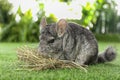 Cute funny grey chinchilla with hay on grass Royalty Free Stock Photo