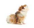 Cute funny guinea pig on background