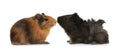 Cute funny guinea pigs on background