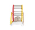 Cute funny hamster running in wheel on white background Royalty Free Stock Photo