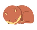 Cute Funny Hamster Sleeping Curled Up, Adorable Animal Character Cartoon Vector Illustration