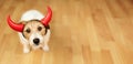 Funny happy halloween dog in devil costume, banner or background