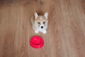 cute funny home puppy standing on the floor next to an empty bowl and asks for food Royalty Free Stock Photo