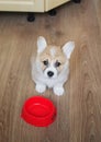 cute funny home puppy standing on the kitchen floor next to empty bowl and asks to feed him Royalty Free Stock Photo