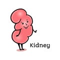 Cute and funny human kidney character