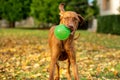 Cute but funny hungarian vizsla dog playing fetch in a garden on a sunny autumn day. Vizsla with large green ball in its mouth. Royalty Free Stock Photo