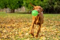 Cute but funny hungarian vizsla dog playing fetch in a garden on a sunny autumn day. Vizsla with large green ball in its mouth. Royalty Free Stock Photo