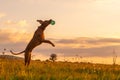 Cute but funny hungarian vizsla dog playing fetch on a sunny autumn day. Vizsla jumping in the air to catch large green ball. Royalty Free Stock Photo