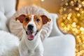 Cute and Funny Jack Russell Terrier is waiting for the holiday at home. Royalty Free Stock Photo