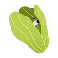 Cute funny lettuce, afraid vegetable character with fear, panic emotion, frightened face expression. Anxious worried