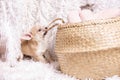 Cute and funny Light chihuahua puppy playing on living room`s and gnaw Wicker basket at white background.