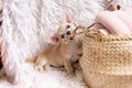 Cute and funny Light chihuahua puppy playing on living room`s and gnaw Wicker basket at white background.