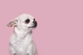 A cute, funny little Chihuahua dog looks away with a shy, timid expression. on a pink background in the Studio