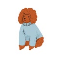 Cute funny little dog of poodle breed. Small canine animal, miniature puppy wearing clothes. Adorable purebred doggy