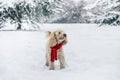 Cute and funny little dog with red scarf playing and jumping in the snow.