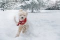 Cute and funny little dog with red scarf playing and jumping in the snow.