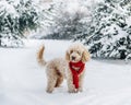 Cute and funny little dog with red scarf playing in the snow. Happy puddle puppy having fun with snowflakes