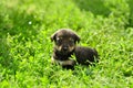 Cute funny little puppy in green fresh shining grass