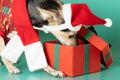 Cute funny little toy terrier in christmas clothes looking for a present in a gift box Royalty Free Stock Photo