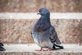 Cute and funny looking pigeon portrait standing on the stairs