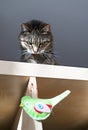Cute funny mackerel tabby cat playing with green toy bird on rack Royalty Free Stock Photo