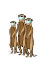 Cute funny meerkats standing and taking face masks for to be healthy.Protection pandemic, covid-19.Text everything will be fine.Br