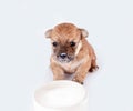 Cute and funny newborn puppy in learning to drink milk from a plate. small dog breed isolated on white background.