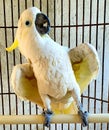 a cute and funny parrot in the cage
