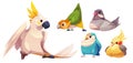 Cute funny parrot characters cartoon set.