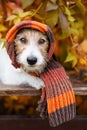Cute funny pet dog wearing autumn winter scarf Royalty Free Stock Photo