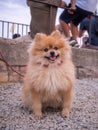 Cute funny Pomeranian dog smiling to the people in the park Royalty Free Stock Photo