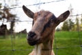 Cute and Funny Portrait of a Goat in a Farm. Royalty Free Stock Photo