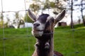 Cute and Funny Portrait of a Goat in a Farm. Royalty Free Stock Photo