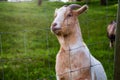 Cute and Funny Portrait of a Goat in a Farm. Royalty Free Stock Photo