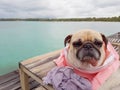 Cute funny pug dog relaxing, resting, or sleeping at the sea beach, under the cloudy day on the pier bridge wrapped with human cl Royalty Free Stock Photo