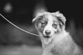 Cute funny puppy Australian Shepherd Royalty Free Stock Photo