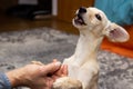 Cute and funny puppy dog at home, goodie feed in males hand