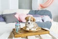 Cute funny puppy dog in plate at home Royalty Free Stock Photo