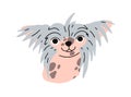 Cute funny puppy head of Chinese crested dog breed. Little amusing pup portrait. Small hairless doggy face. Canine