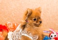 Cute and funny puppy Pomeranian smiling on orange background Royalty Free Stock Photo