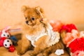 Cute and funny puppy Pomeranian smiling on orange background Royalty Free Stock Photo