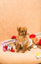 Cute and funny puppy Pomeranian smiling on orange background Royalty Free Stock Photo