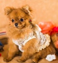 Cute and funny puppy Pomeranian smiling on orange background Royalty Free Stock Photo