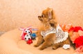 Cute and funny puppy Pomeranian smiling on orange background Royalty Free Stock Photo