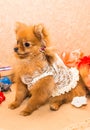 Cute and funny puppy Pomeranian smiling on orange background Royalty Free Stock Photo