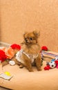 Cute and funny puppy Pomeranian smiling on orange background Royalty Free Stock Photo