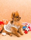 Cute and funny puppy Pomeranian smiling on orange background Royalty Free Stock Photo