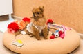 Cute and funny puppy Pomeranian smiling on orange background Royalty Free Stock Photo