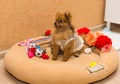 Cute and funny puppy Pomeranian smiling on orange background Royalty Free Stock Photo